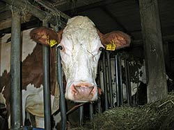 Unser Bauernhof
